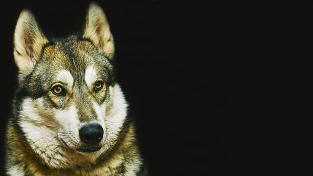 A breed of hunting sled guard dog with a curled fluffy tail