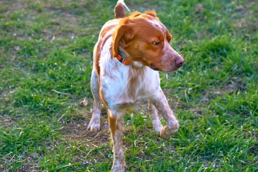 a dog of a breed with a long silky coat and drooping ears