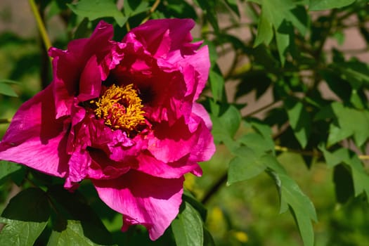 a herbaceous or shrubby plant of north temperate regions for gardening, landscaping