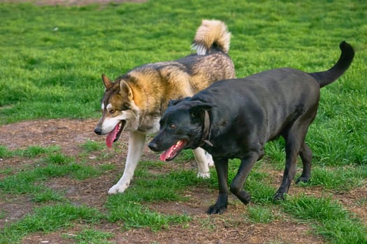 of an animal or plant. produced by mating or hybridizing two different species, breeds, or varieties