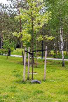 Shot of the young, just planted tree with supports