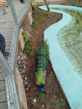 A colorful male peacock rests on the ground next to a light blue water feature. Some people are visible behind a wired fence to the left. Taken during the daytime at a Zoo.