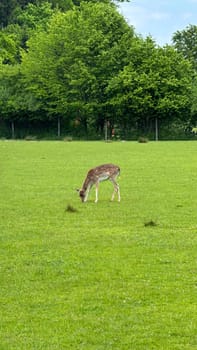 Deer Grazing on a Lush Green Meadow with Forest in Background. Capturing a serene moment of a deer grazing peacefully in a vast, vibrant green field, surrounded by dense trees. The tranquil scene evokes a sense of nature's serenity and calmness.