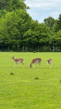 Herd of Deer Grazing in a Scenic Green Meadow Near Forest Trees. Centered in a lush green field, three deer peacefully grazing against a backdrop of tall, dense forest trees, portraying tranquility, harmony, and nature's serene beauty.