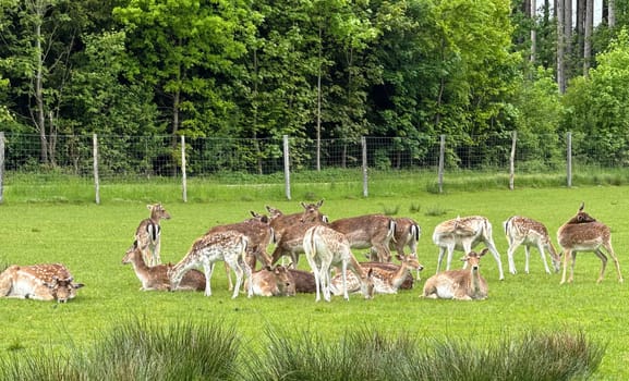 Group of Deer Resting in a Green Field Surrounded by Trees and Fencing. Deer are gathered in a serene meadow with lush green grass and surrounding forest, evoking a sense of peace and natural harmony.