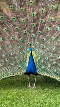 Vivid Peacock Displaying Colorful Feathers With Intricate Patterns in Outdoor Setting. A vibrant peacock showcasing its brightly colored plumage spread in a beautiful outdoor environment, highlighting the intricate details and stunning eye patterns on its majestic feathers.