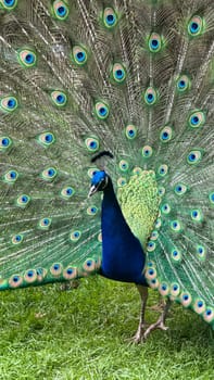 Vibrant Peacock Displaying Majestic Feather Fan in Natural Setting. A colorful peacock showcases its stunning plumage including vibrant green and blue markings against a natural background.