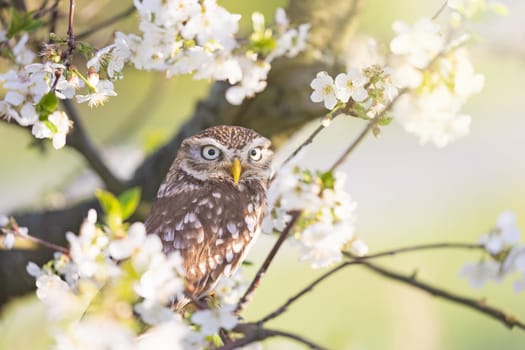 Llittle owl looking at the camera  sitting on a branch of a blossoming fruit tree. Horizontally. 