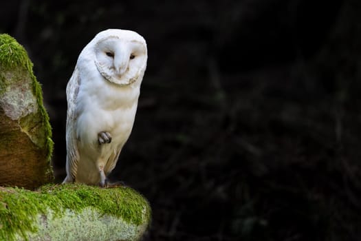 White owl posing in wildlife. Horizontally. 
