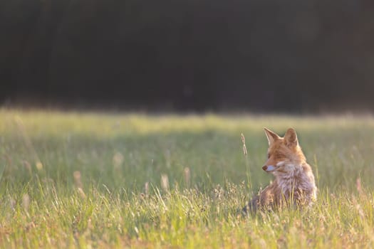 Alone young red fox is sitting on a meadow at sunset. Horizontally. 
