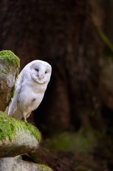 Owl portrait posing in wildlife. Vertically. 