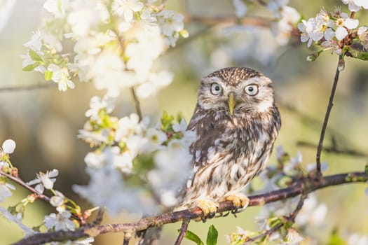 Cute little owl is sitting on a branch of a blossoming fruit tree. Horizontally. 