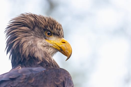 Portrait of the head of osprey in wildlife. Horizontally. 