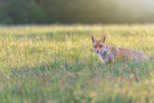 Young red fox is posing on a meadow at sunset. Fox is  looking at the camera. Horizontally. 