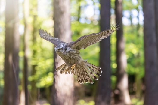 Goshawk is flying in the forest, ready to land. Horizontally. 