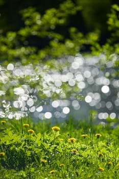 dandelions on the foreground, background of the glare of water on the lake in full focus on a sunny day. High quality photo