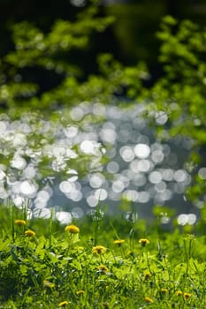 dandelions on the foreground, background of the glare of water on the lake in full focus on a sunny day. High quality photo