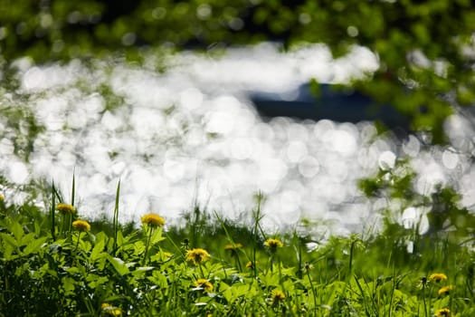 dandelions on the foreground, background of the glare of water on the lake in full focus on a sunny day. High quality photo