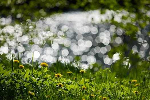 dandelions on the foreground, background of the glare of water on the lake in full focus on a sunny day. High quality photo