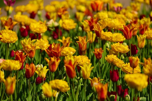 An idyllic garden scene showcasing bright yellow tulips illuminated by warm sunlight in St.Petersburg, Russia, conveying vibrancy, freshness, and natural beauty in a serene outdoor setting. High quality photo