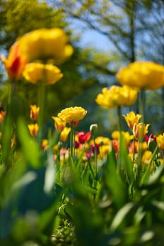 An idyllic garden scene showcasing bright yellow tulips illuminated by warm sunlight in St.Petersburg, Russia, conveying vibrancy, freshness, and natural beauty in a serene outdoor setting. High quality photo