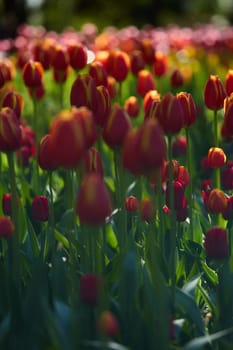 An idyllic garden scene showcasing bright red tulips illuminated by warm sunlight in St.Petersburg, Russia, conveying vibrancy, freshness, and natural beauty in a serene outdoor setting. High quality photo