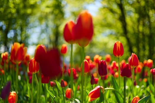 An idyllic garden scene showcasing bright red tulips illuminated by warm sunlight in St.Petersburg, Russia, conveying vibrancy, freshness, and natural beauty in a serene outdoor setting. High quality photo