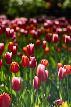 An idyllic garden scene showcasing bright red tulips illuminated by warm sunlight in St.Petersburg, Russia, conveying vibrancy, freshness, and natural beauty in a serene outdoor setting. High quality photo