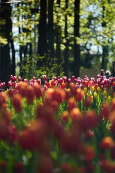 An idyllic garden scene showcasing bright red tulips illuminated by warm sunlight in St.Petersburg, Russia, conveying vibrancy, freshness, and natural beauty in a serene outdoor setting. High quality photo