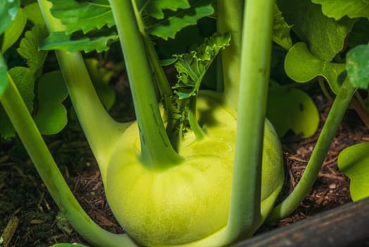 Discover the vibrant kohlrabi roots that are flourishing beautifully in a lush and thriving garden environment