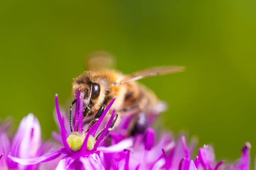 This is a detailed photo capturing a bee busily gathering nectar from a stunning, bright purple flower found in nature
