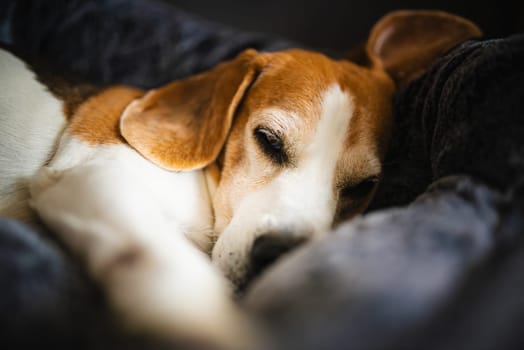 A tranquil beagle peacefully resting on a cushy bed, beautifully showcasing its gentle nature and warmth
