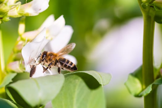 A bee is diligently pollinating a delicate white flower while being surrounded by lush, vibrant green foliage