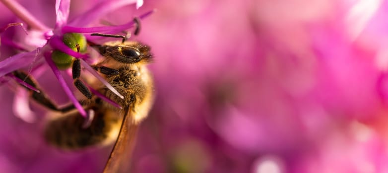 A closeup photo of a bee pollinating a vibrant flower, showcasing natures beauty and rich biodiversity