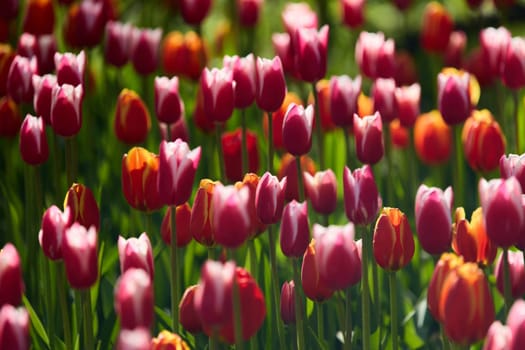 An idyllic garden scene showcasing bright red tulips illuminated by warm sunlight in St.Petersburg, Russia, conveying vibrancy, freshness, and natural beauty in a serene outdoor setting. High quality photo