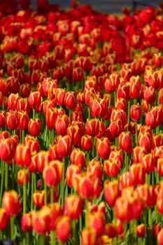 An idyllic garden scene showcasing bright red tulips illuminated by warm sunlight in St.Petersburg, Russia, conveying vibrancy, freshness, and natural beauty in a serene outdoor setting. High quality photo