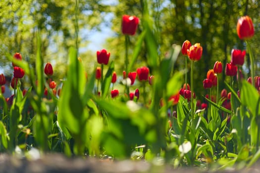 An idyllic garden scene showcasing bright red tulips illuminated by warm sunlight in St.Petersburg, Russia, conveying vibrancy, freshness, and natural beauty in a serene outdoor setting. High quality photo