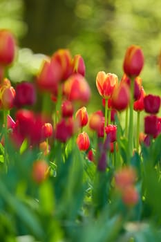 An idyllic garden scene showcasing bright red tulips illuminated by warm sunlight in St.Petersburg, Russia, conveying vibrancy, freshness, and natural beauty in a serene outdoor setting. High quality photo