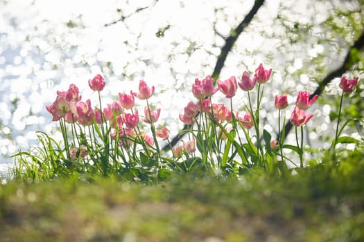 An idyllic garden scene showcasing bright pink tulips illuminated by warm sunlight in St.Petersburg, Russia, pond on background, conveying vibrancy, freshness, sun reflections on water surface. High quality photo