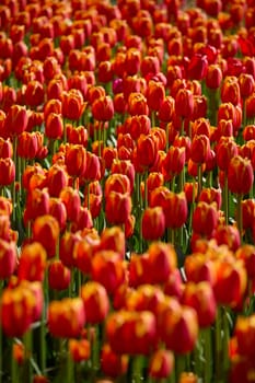 An idyllic garden scene showcasing bright red tulips illuminated by warm sunlight in St.Petersburg, Russia, conveying vibrancy, freshness, and natural beauty in a serene outdoor setting. High quality photo
