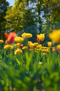 An idyllic garden scene showcasing bright yellow tulips illuminated by warm sunlight in St.Petersburg, Russia, conveying vibrancy, freshness, and natural beauty in a serene outdoor setting. High quality photo