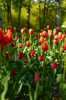 An idyllic garden scene showcasing bright red tulips illuminated by warm sunlight in St.Petersburg, Russia, conveying vibrancy, freshness, and natural beauty in a serene outdoor setting. High quality photo