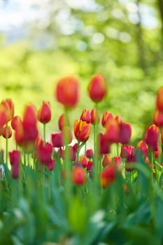 An idyllic garden scene showcasing bright red tulips illuminated by warm sunlight in St.Petersburg, Russia, conveying vibrancy, freshness, and natural beauty in a serene outdoor setting. High quality photo