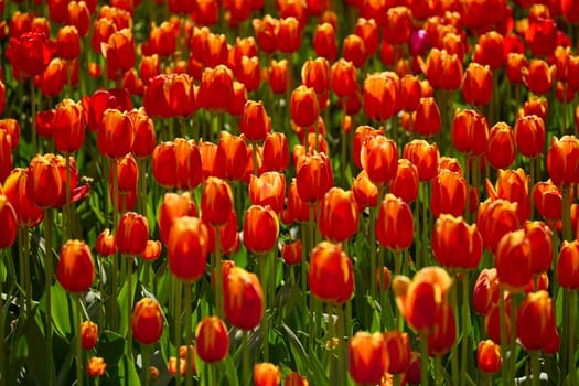 An idyllic garden scene showcasing bright red tulips illuminated by warm sunlight in St.Petersburg, Russia, conveying vibrancy, freshness, and natural beauty in a serene outdoor setting. High quality photo