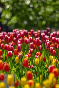 An idyllic garden scene showcasing bright red tulips illuminated by warm sunlight in St.Petersburg, Russia, conveying vibrancy, freshness, and natural beauty in a serene outdoor setting. High quality photo