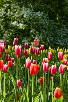 An idyllic garden scene showcasing bright red tulips illuminated by warm sunlight in St.Petersburg, Russia, conveying vibrancy, freshness, and natural beauty in a serene outdoor setting. High quality photo