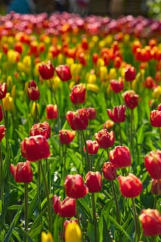 An idyllic garden scene showcasing bright red tulips illuminated by warm sunlight in St.Petersburg, Russia, conveying vibrancy, freshness, and natural beauty in a serene outdoor setting. High quality photo