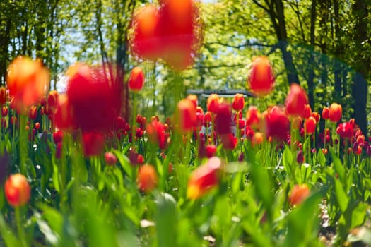 An idyllic garden scene showcasing bright red tulips illuminated by warm sunlight in St.Petersburg, Russia, conveying vibrancy, freshness, and natural beauty in a serene outdoor setting. High quality photo