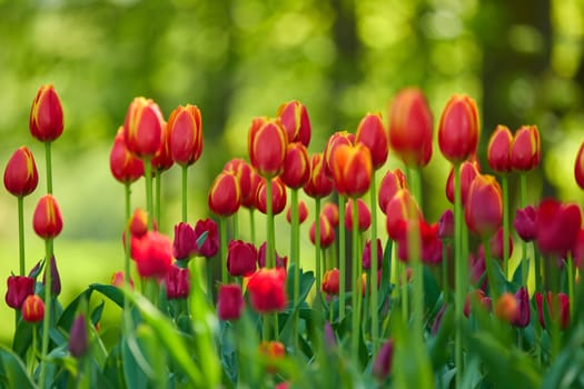 An idyllic garden scene showcasing bright red tulips illuminated by warm sunlight in St.Petersburg, Russia, conveying vibrancy, freshness, and natural beauty in a serene outdoor setting. High quality photo