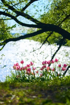 An idyllic garden scene showcasing bright pink tulips illuminated by warm sunlight in St.Petersburg, Russia, pond on background, conveying vibrancy, freshness, sun reflections on water surface. High quality photo